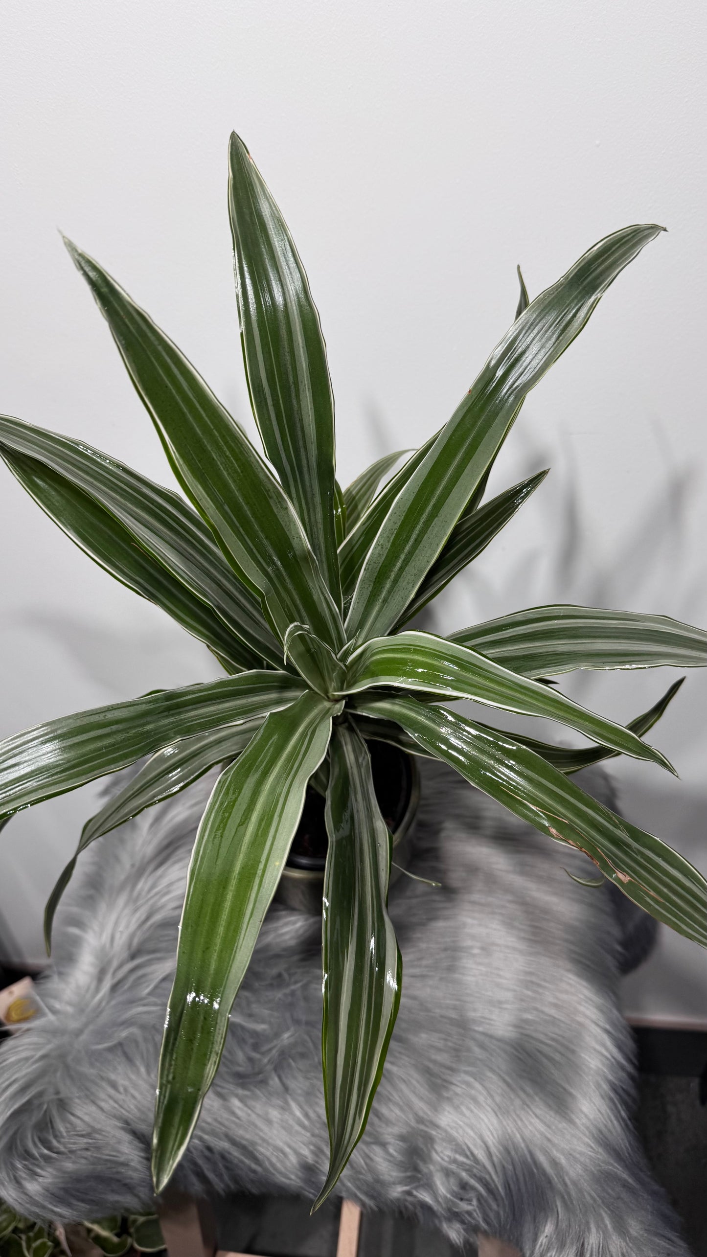Dracaena Warneckei