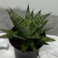 Sansevieria Comet Rocky Mountain