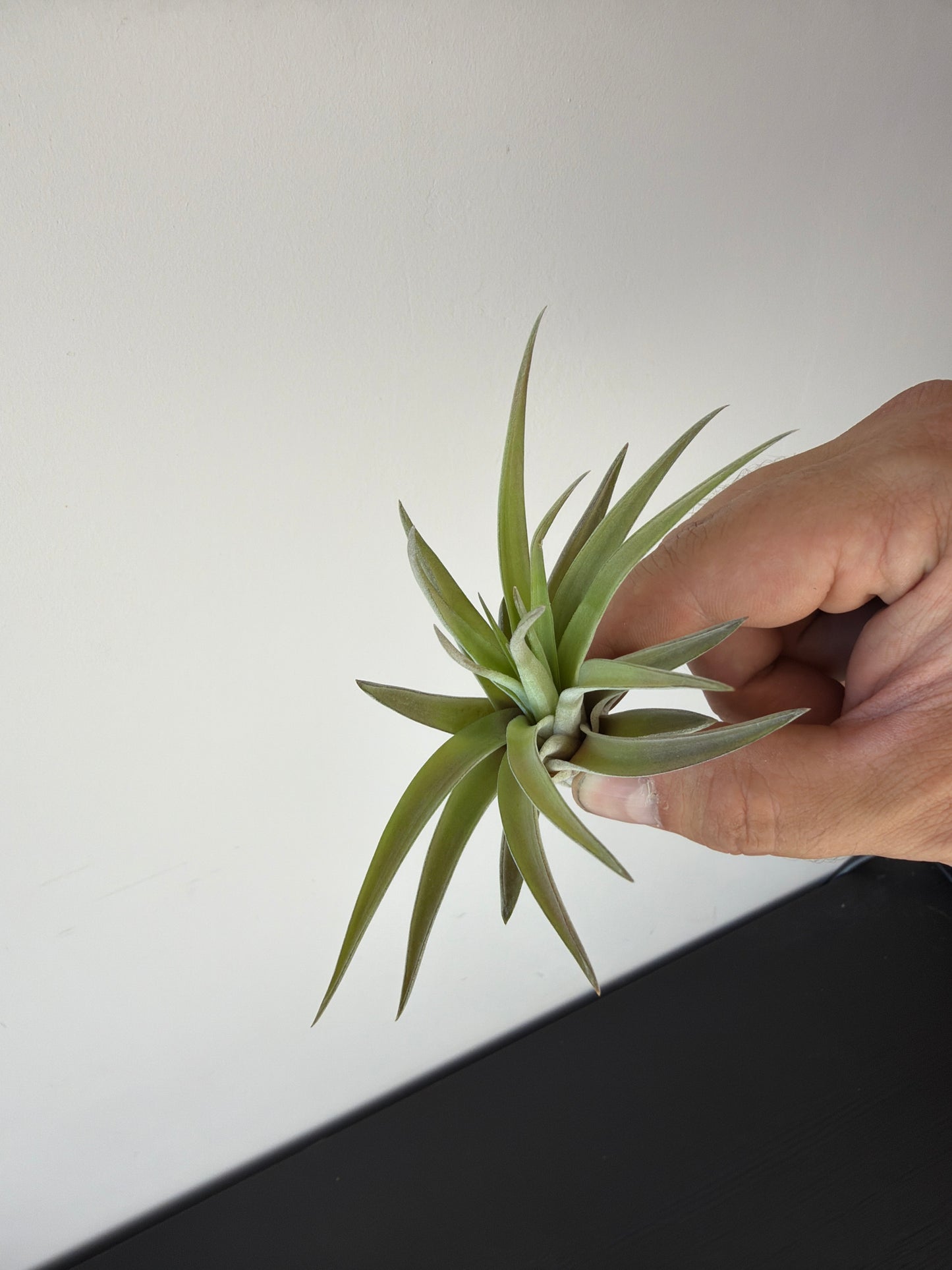 Tillandsia Air plant 13