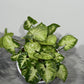 Syngonium Pixie
