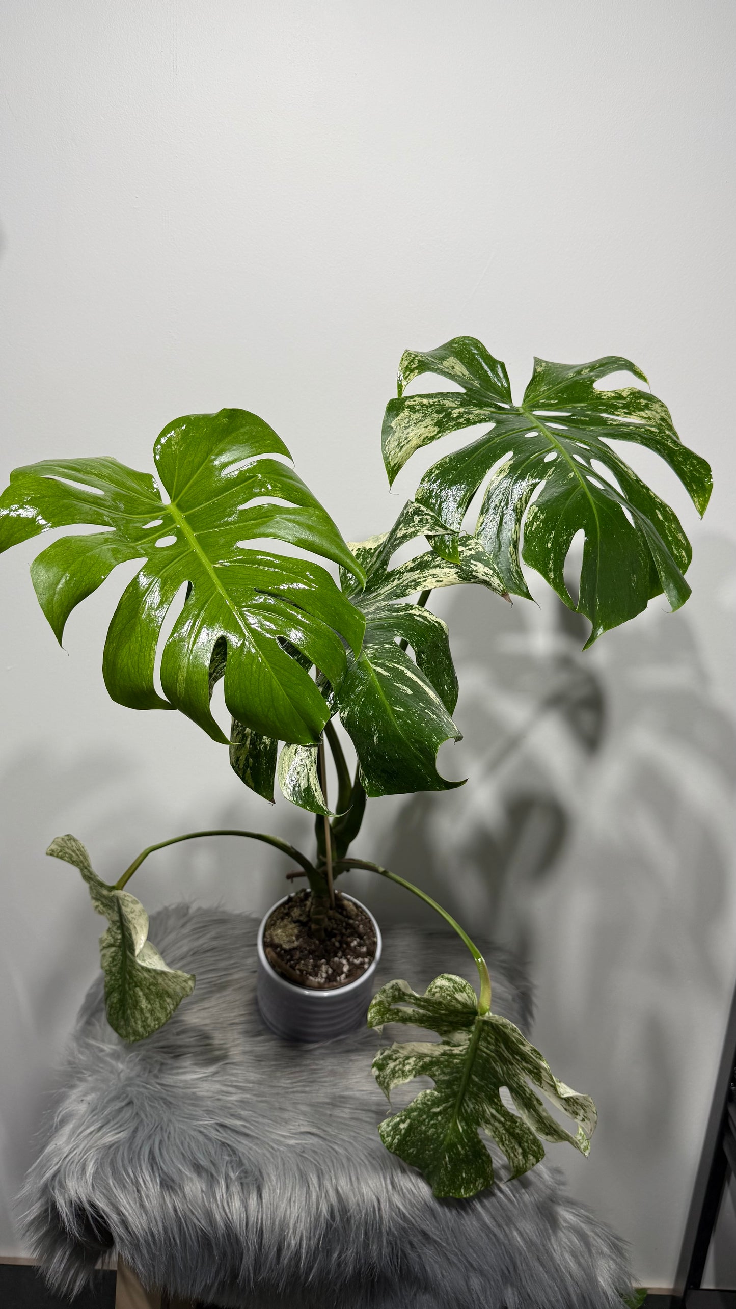 Monstera Mint