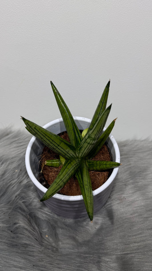 Sansevieria 3