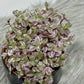 Tradescantia Fluminensis