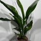 Aspidistra elatior