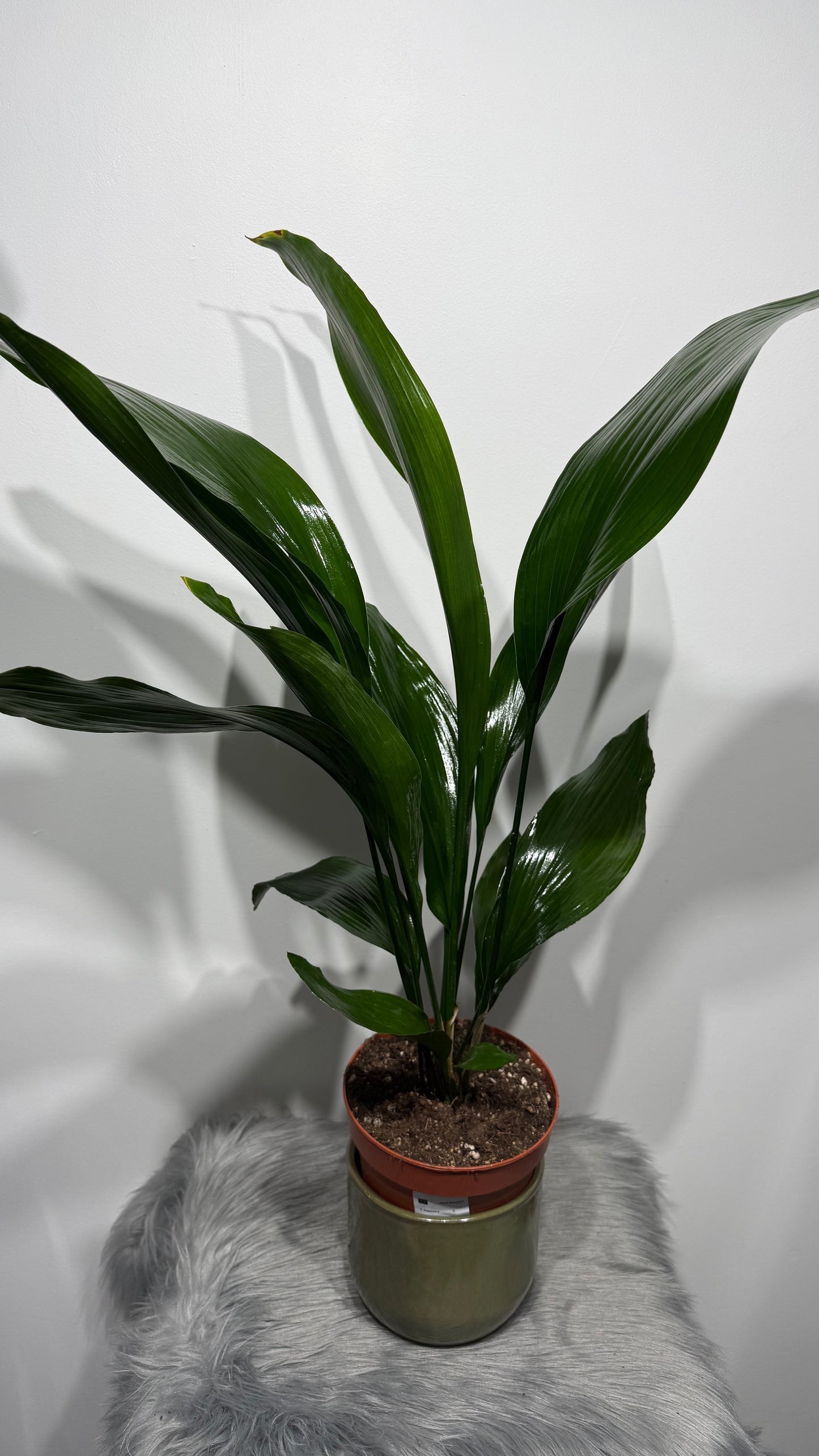 Aspidistra elatior