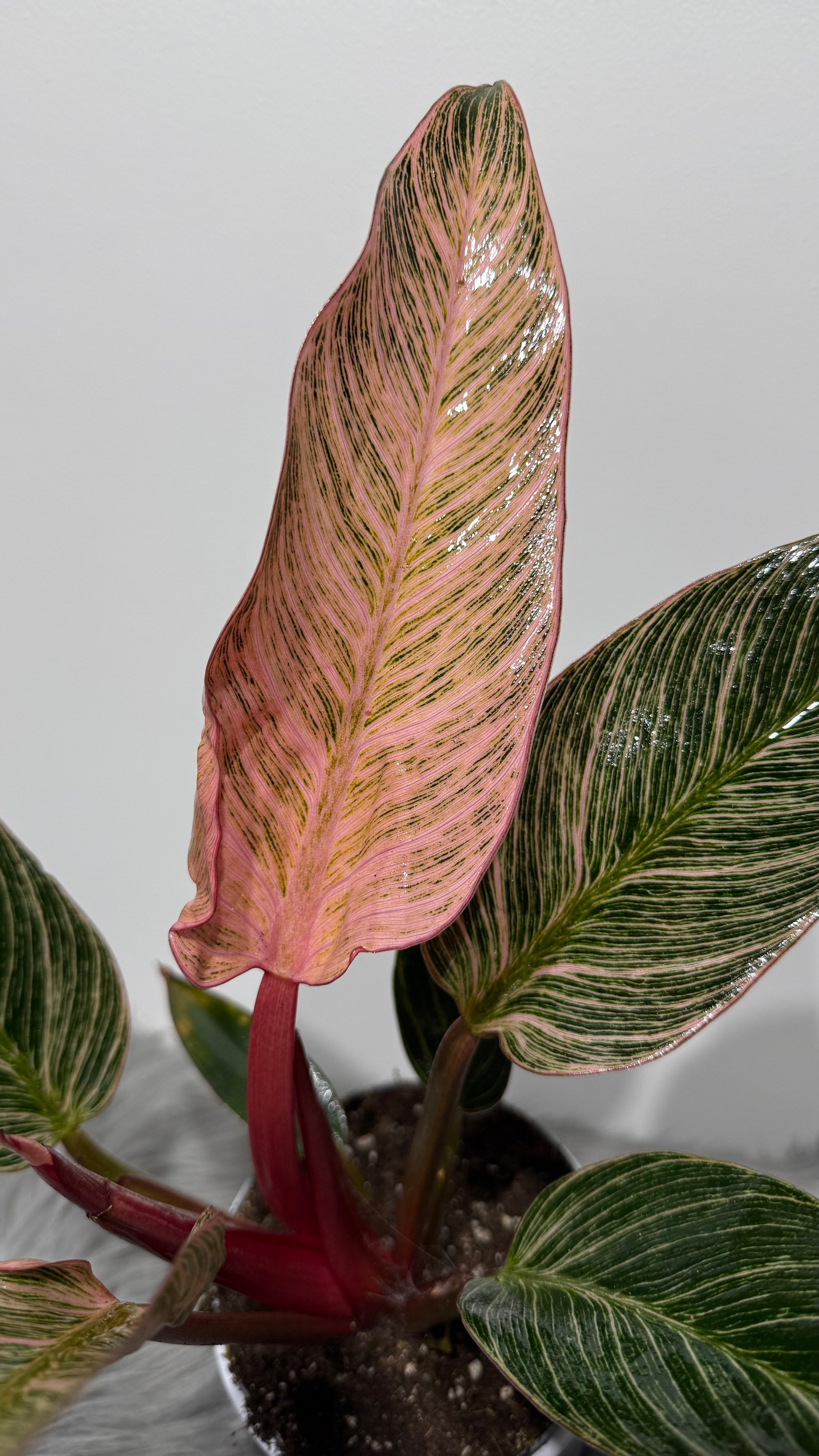 philodendron birkin pink blush Philodendron Birkin Pink – www.augi-plants.lv