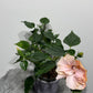 Hibiscus rose double