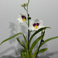 Orhideja Miltoniopsis 1