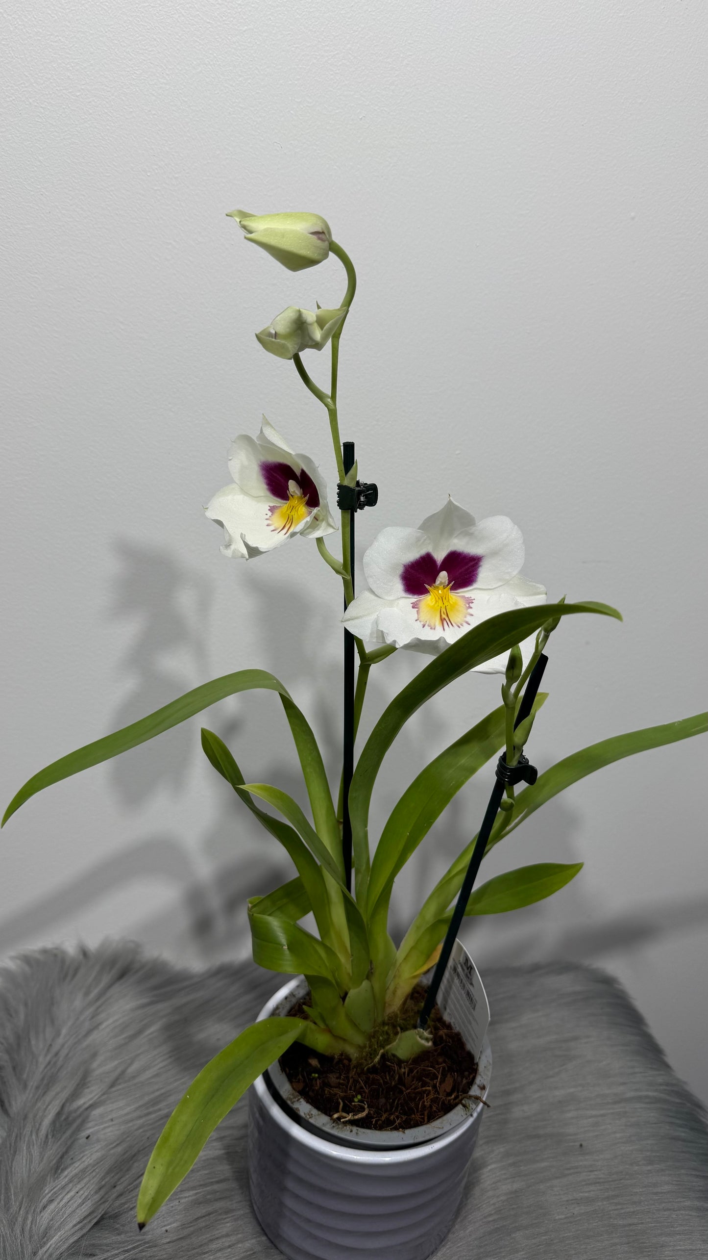Orhideja Miltoniopsis 1