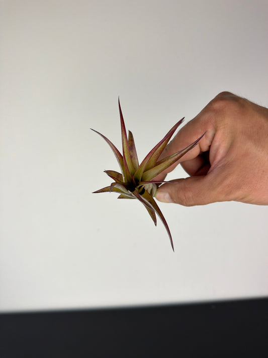 Tillandsia Air plant 11