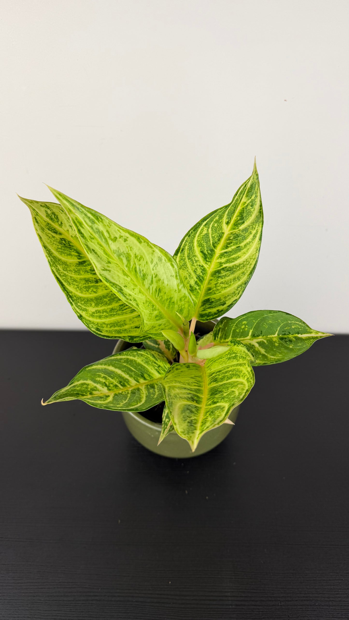 Aglaonema 5