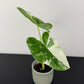 Alocasia macrorrhiza Variegata