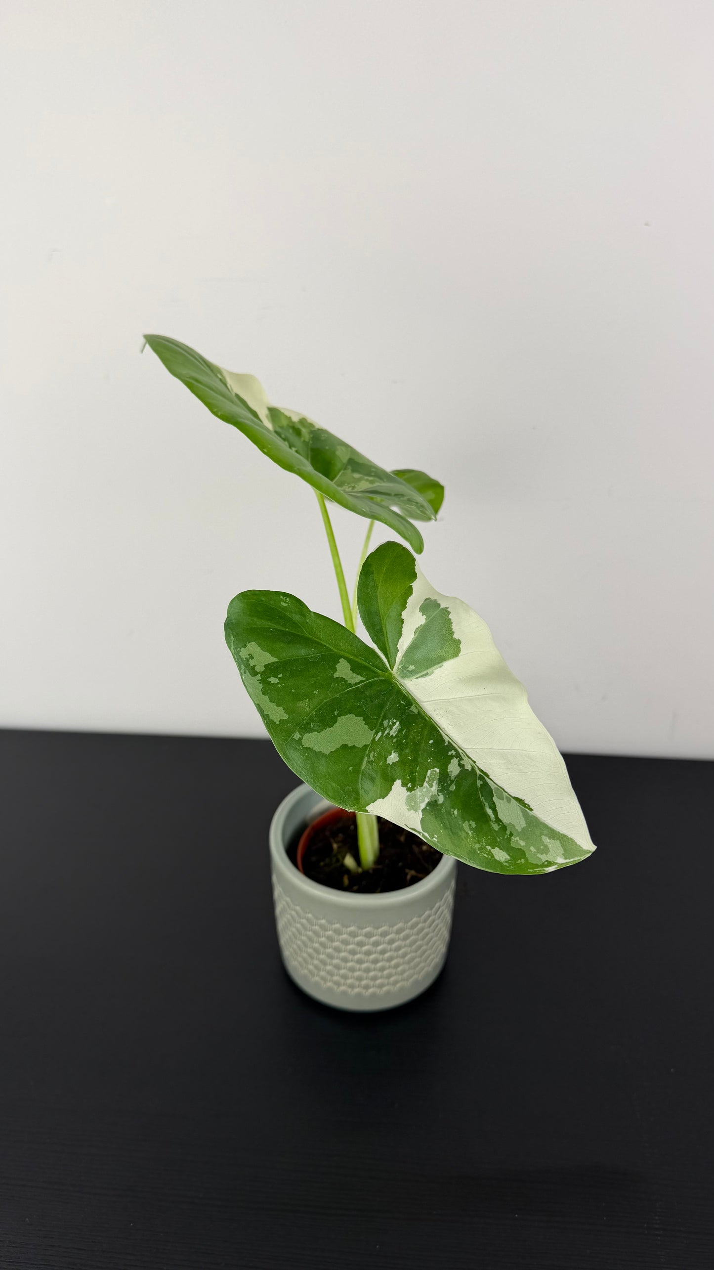 Alocasia macrorrhiza Variegata