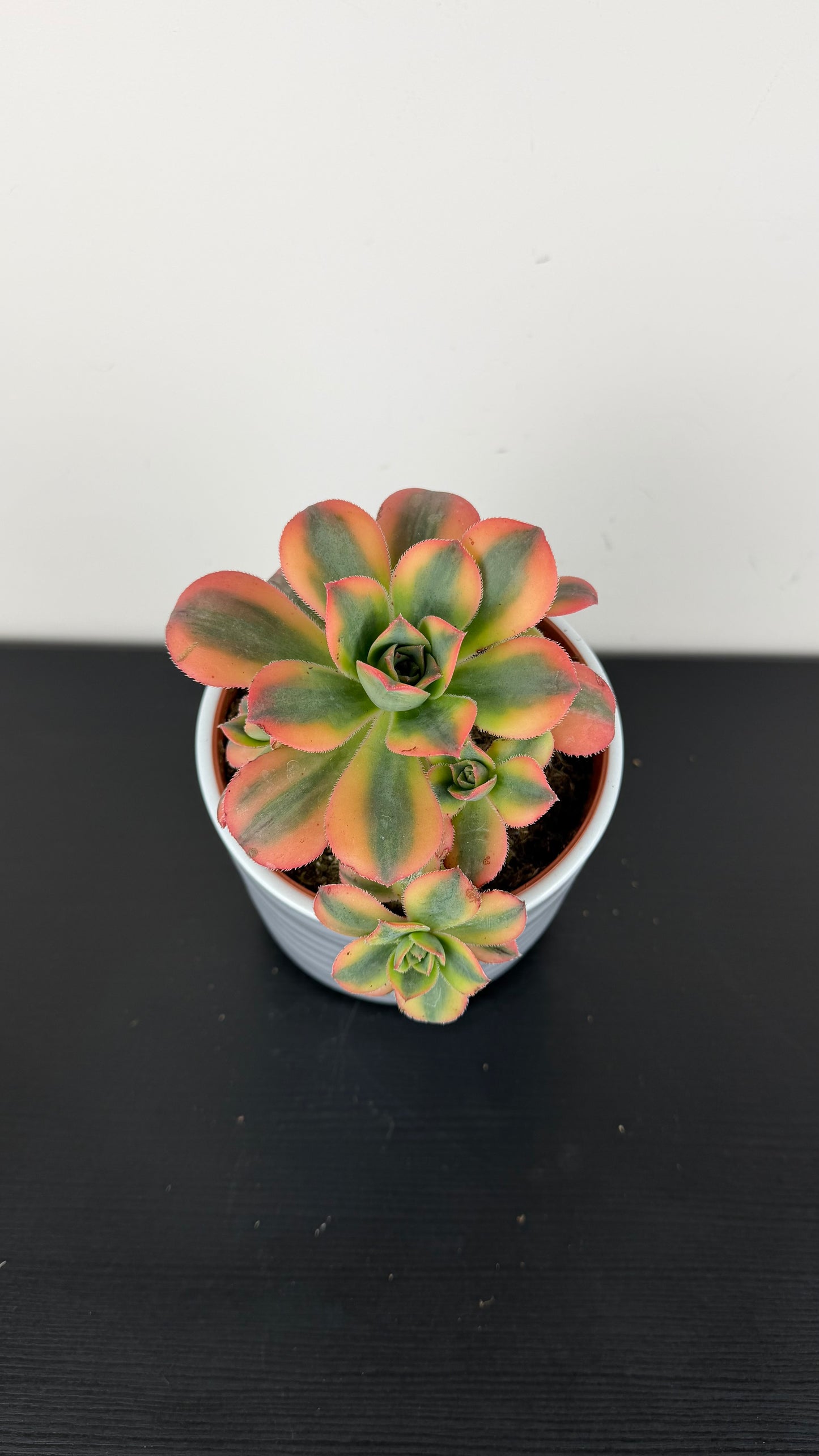 Aeonium 3