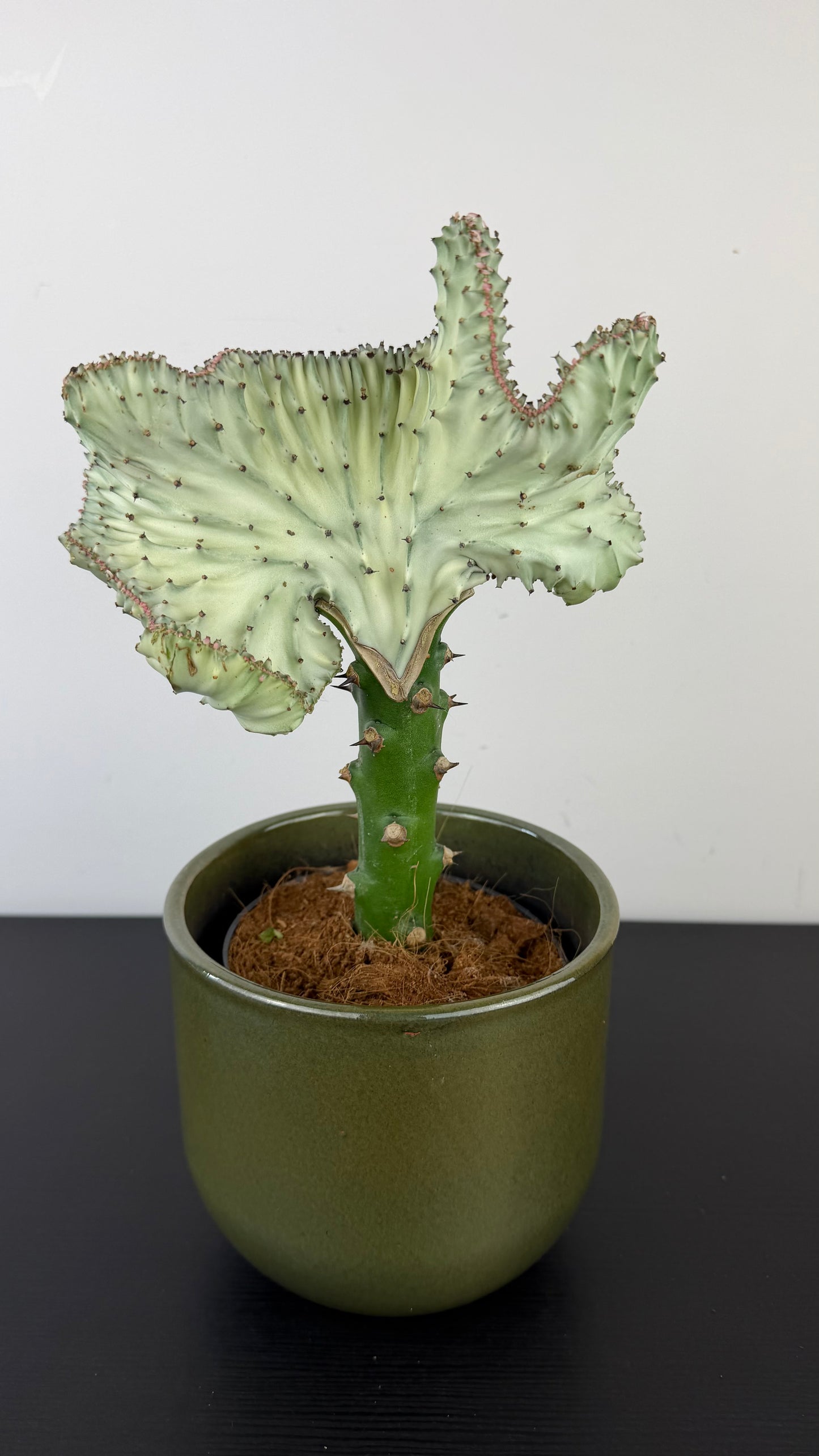 Euphorbia Cristata