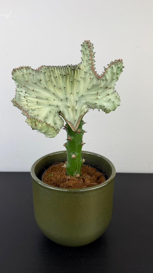 Euphorbia Cristata