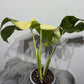 Monstera Thai Constellation 8