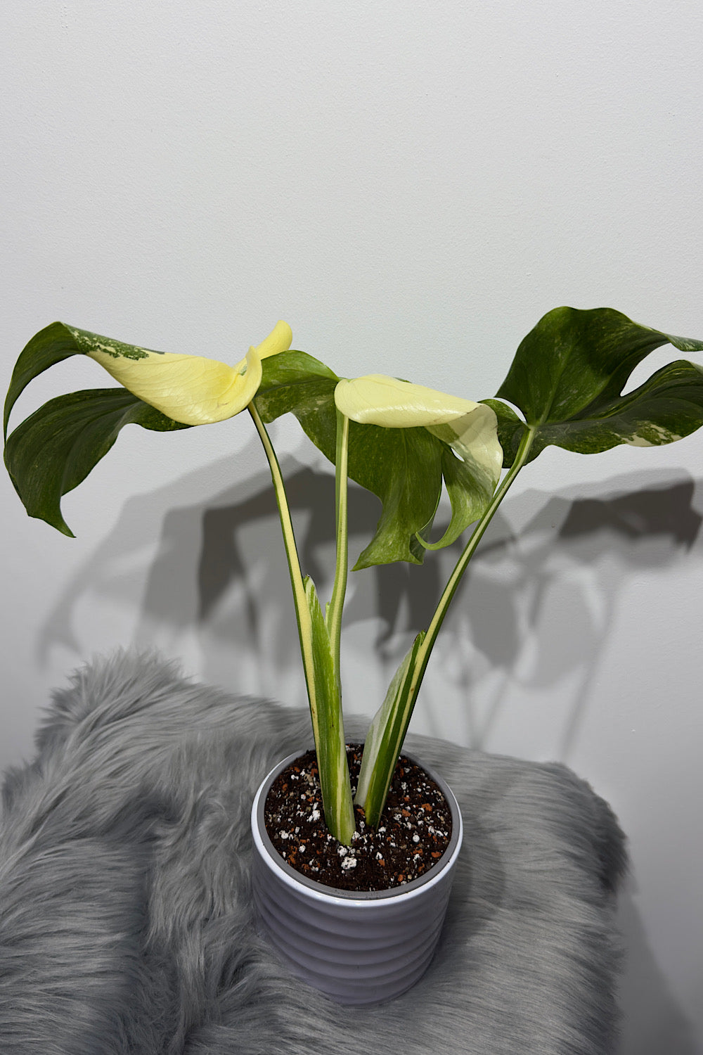 Monstera Thai Constellation 8
