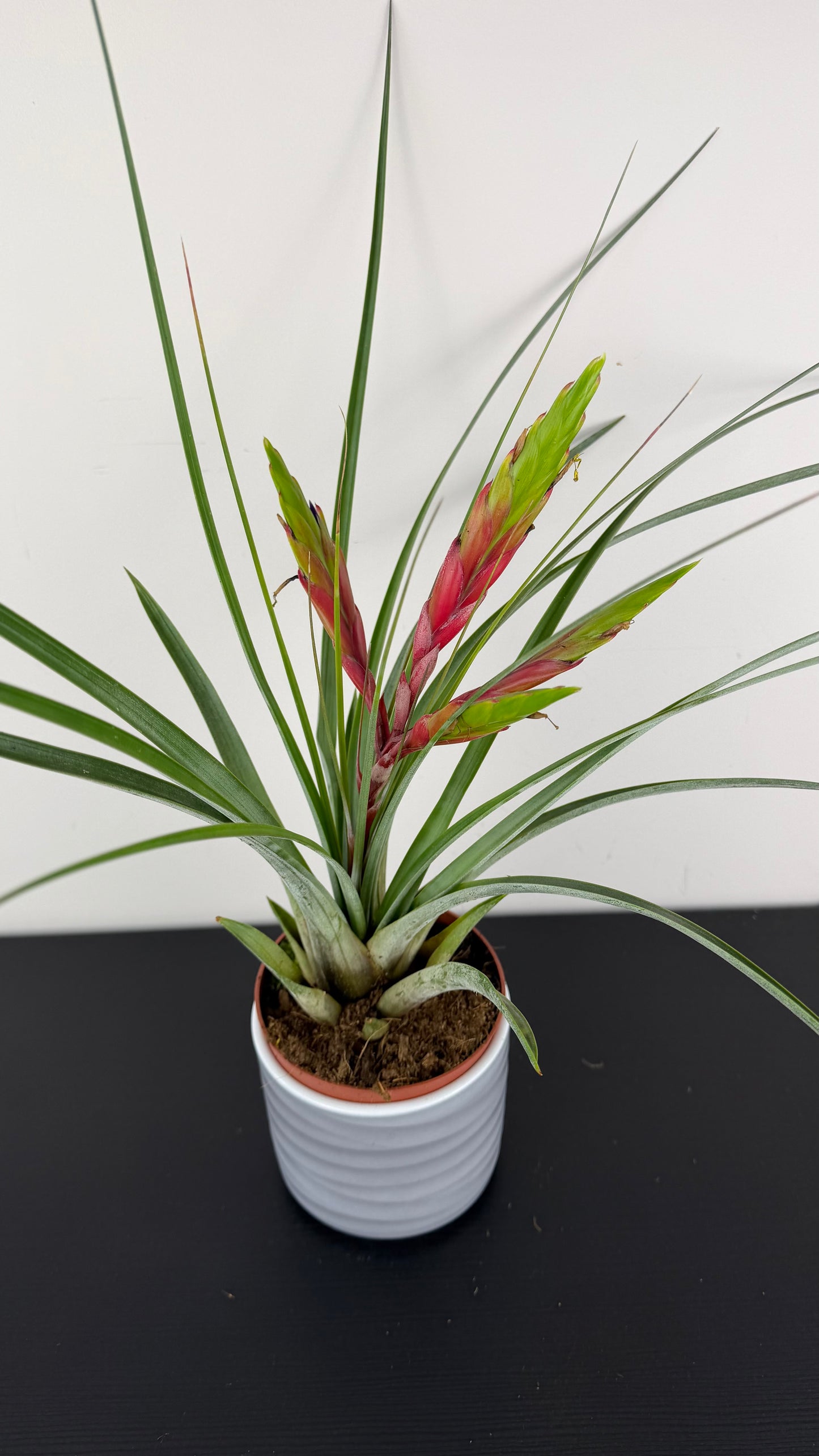 Tillandsia Fasciculata