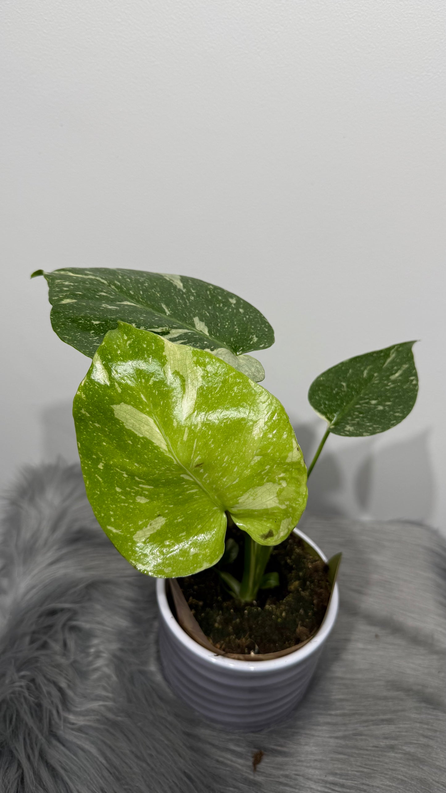 Monstera Thai Constellation