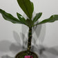 Plumeria Rubra Hawaiian 1