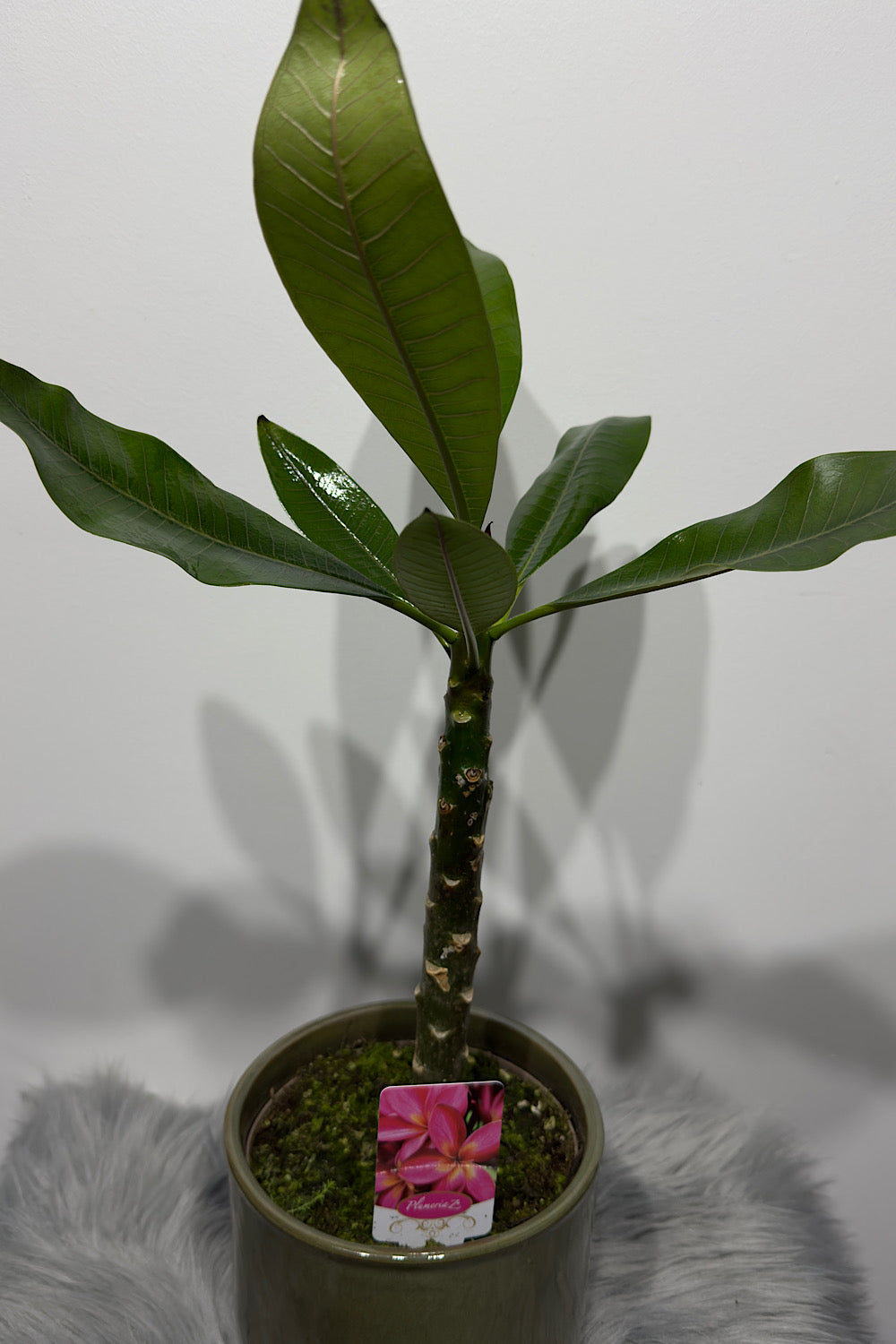 Plumeria Rubra Hawaiian 1