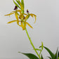 Prosthechea Octopussy