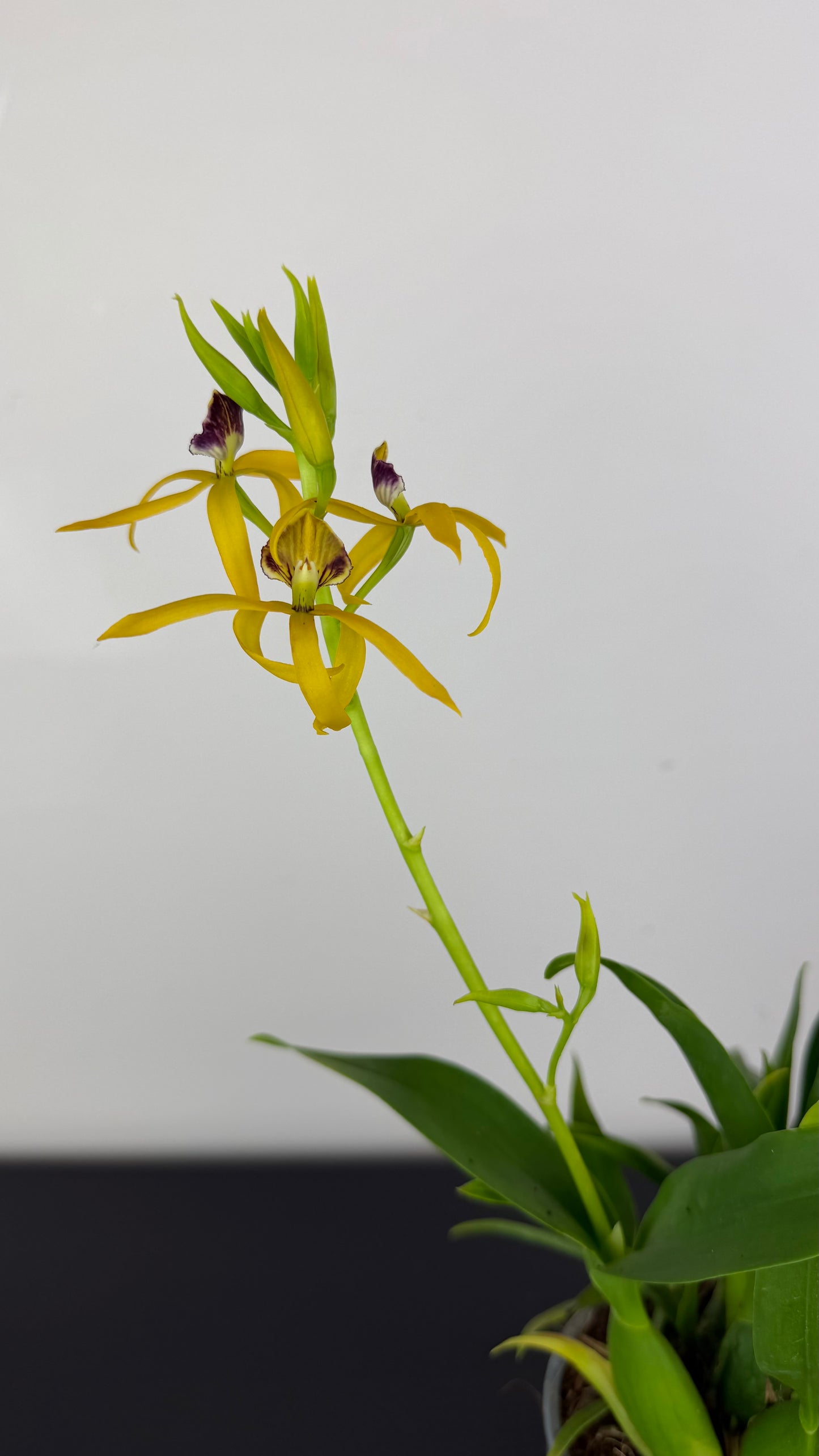 Prosthechea Octopussy