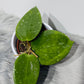 Hoya aff vitellina