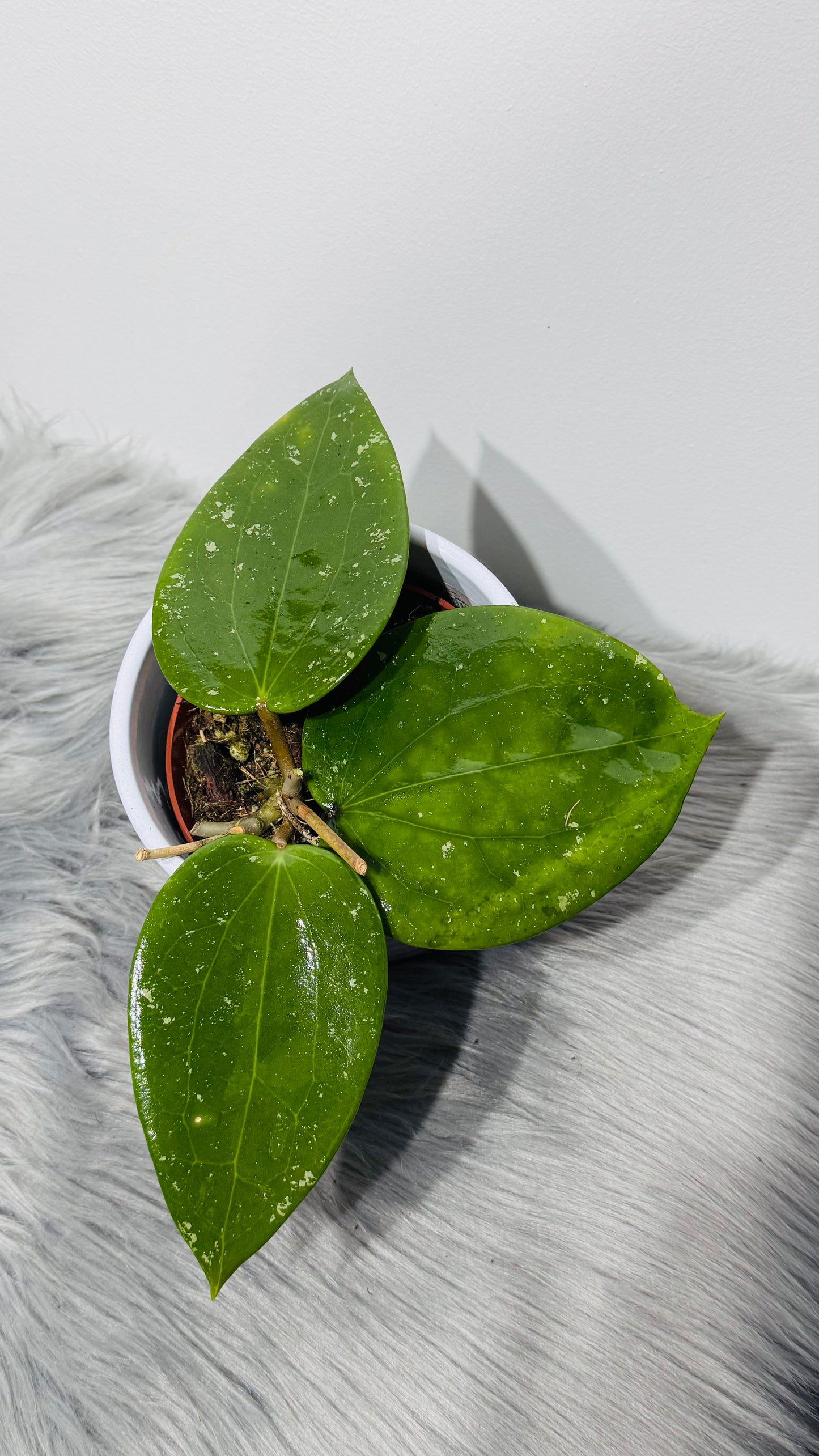 Hoya aff vitellina