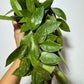 Hoya gracilis - www.augi-plants.lv