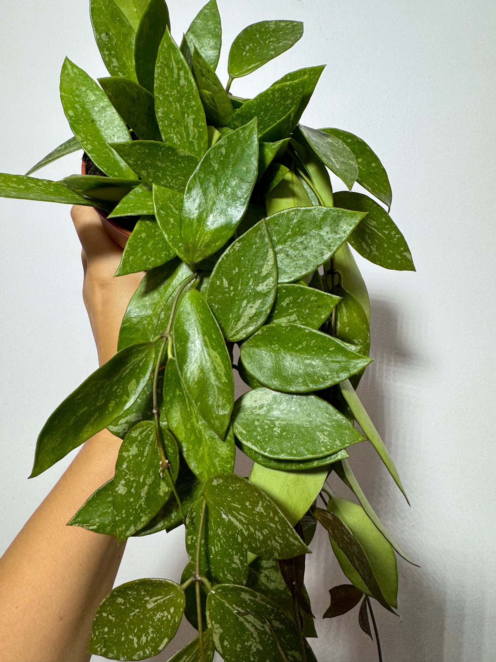 Hoya gracilis - www.augi-plants.lv