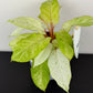 Philodendron Snowdrift