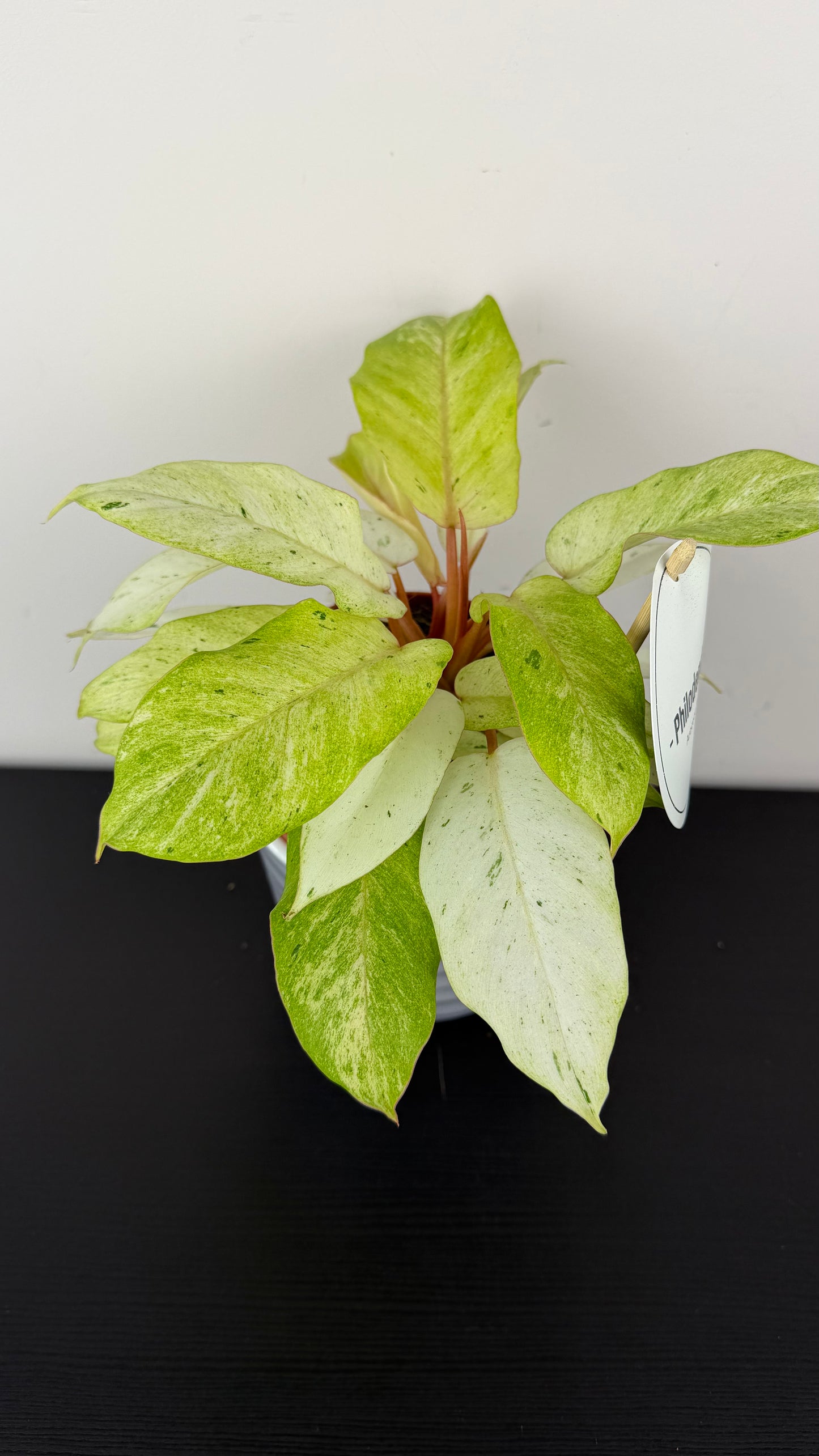 Philodendron Snowdrift