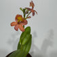Orhideja Epidendrum 1