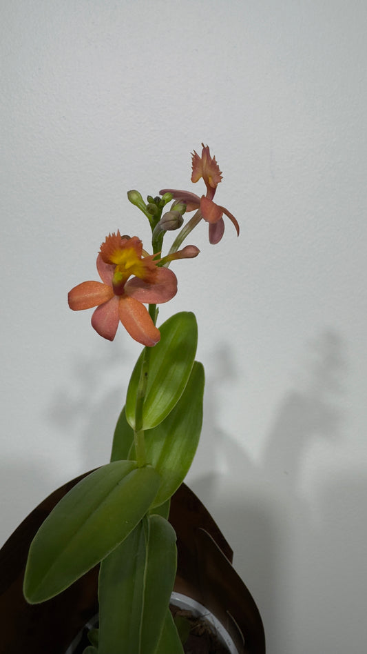 Orhideja Epidendrum 1