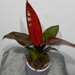 Philodendron Mccolleys Finale