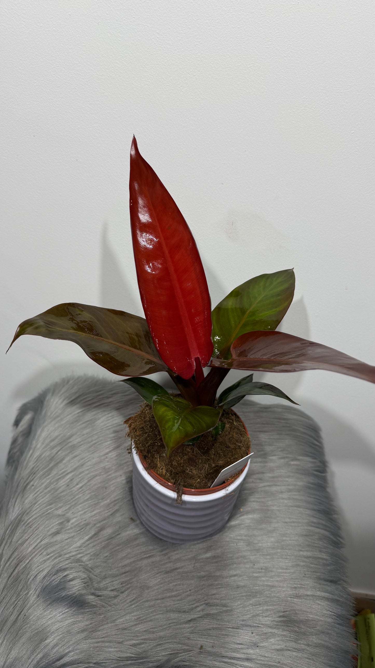 Philodendron Mccolleys Finale