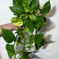 Epipremnum Gold - www.augi-plants.lv