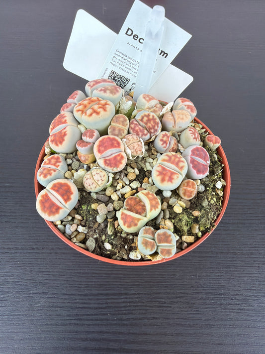 Lithops 6