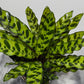 Calathea 1