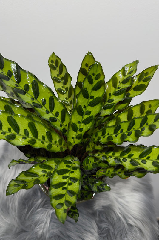 Calathea 1