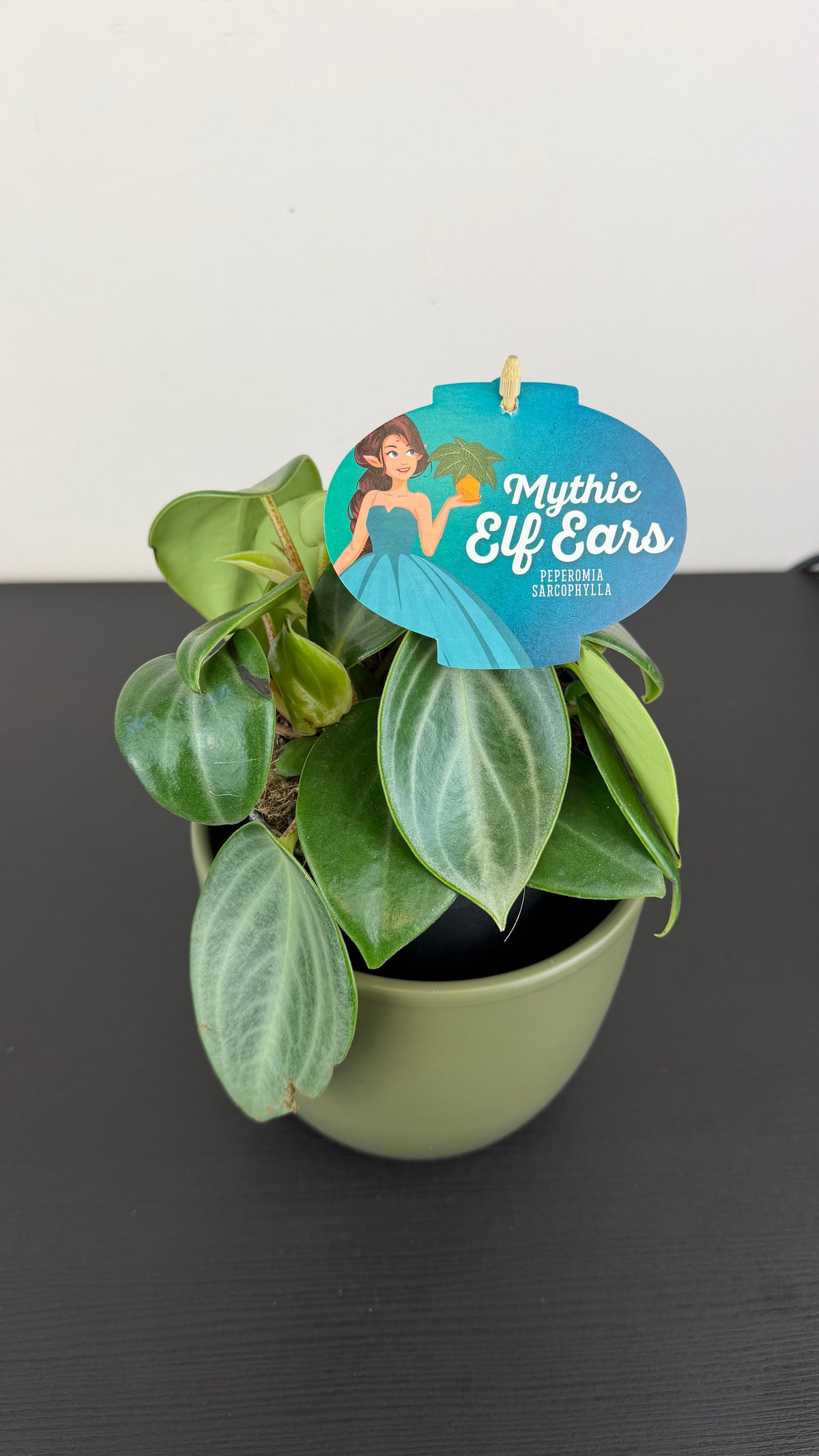 Peperomia Mythiq Elf Ears