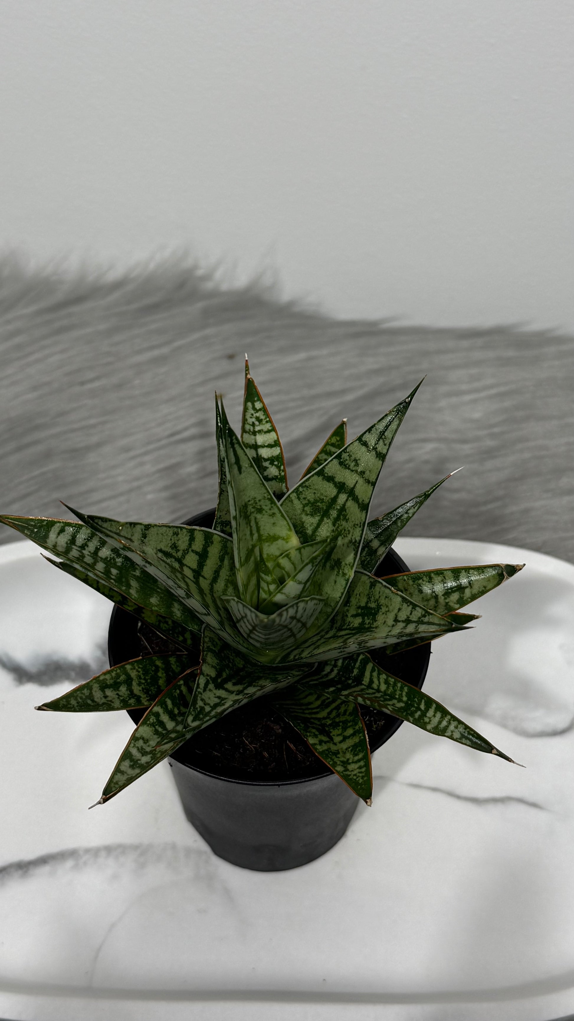 sansevieria comet Sansevieria Comet Rocky Mountain – www.augi-plants.lv