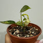 Philodendron Florida Beauty