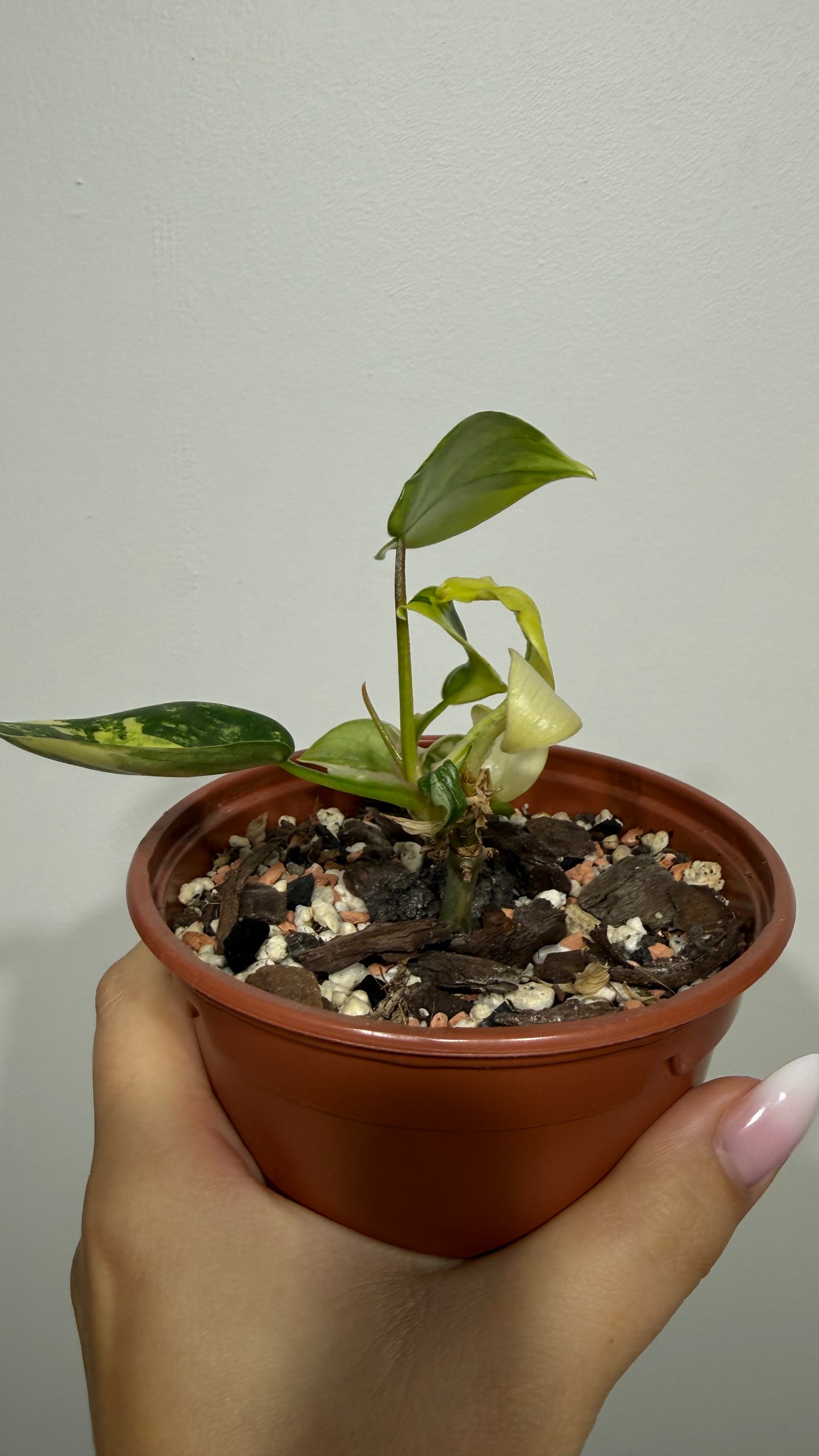 Philodendron Florida Beauty