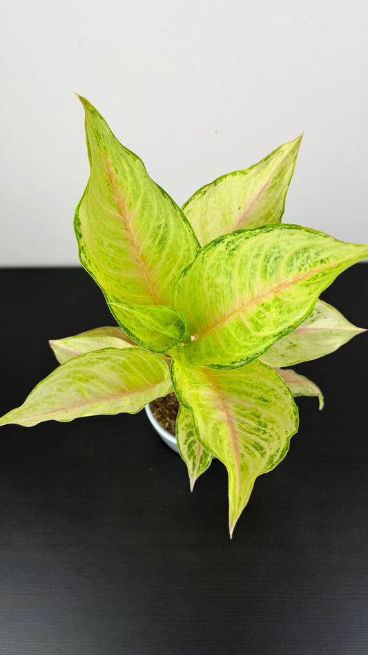 Aglaonema 16