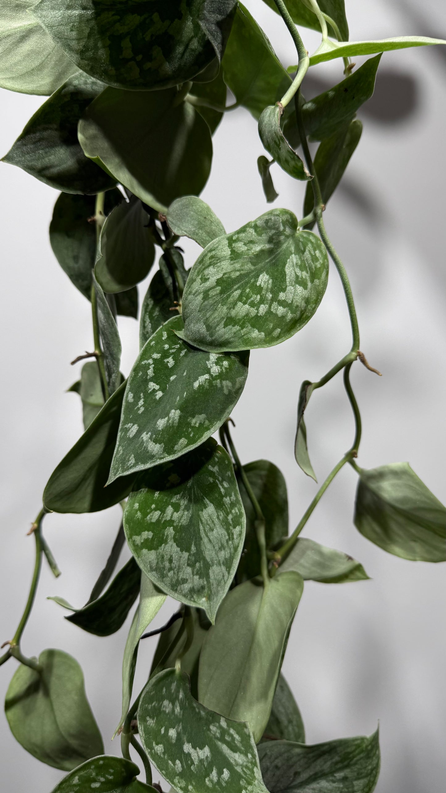 Scindapsus Pictus Silver Ann