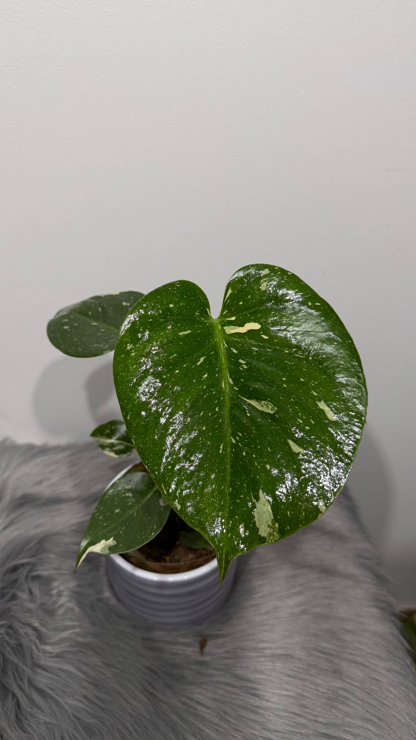 Monstera Thai Constellation