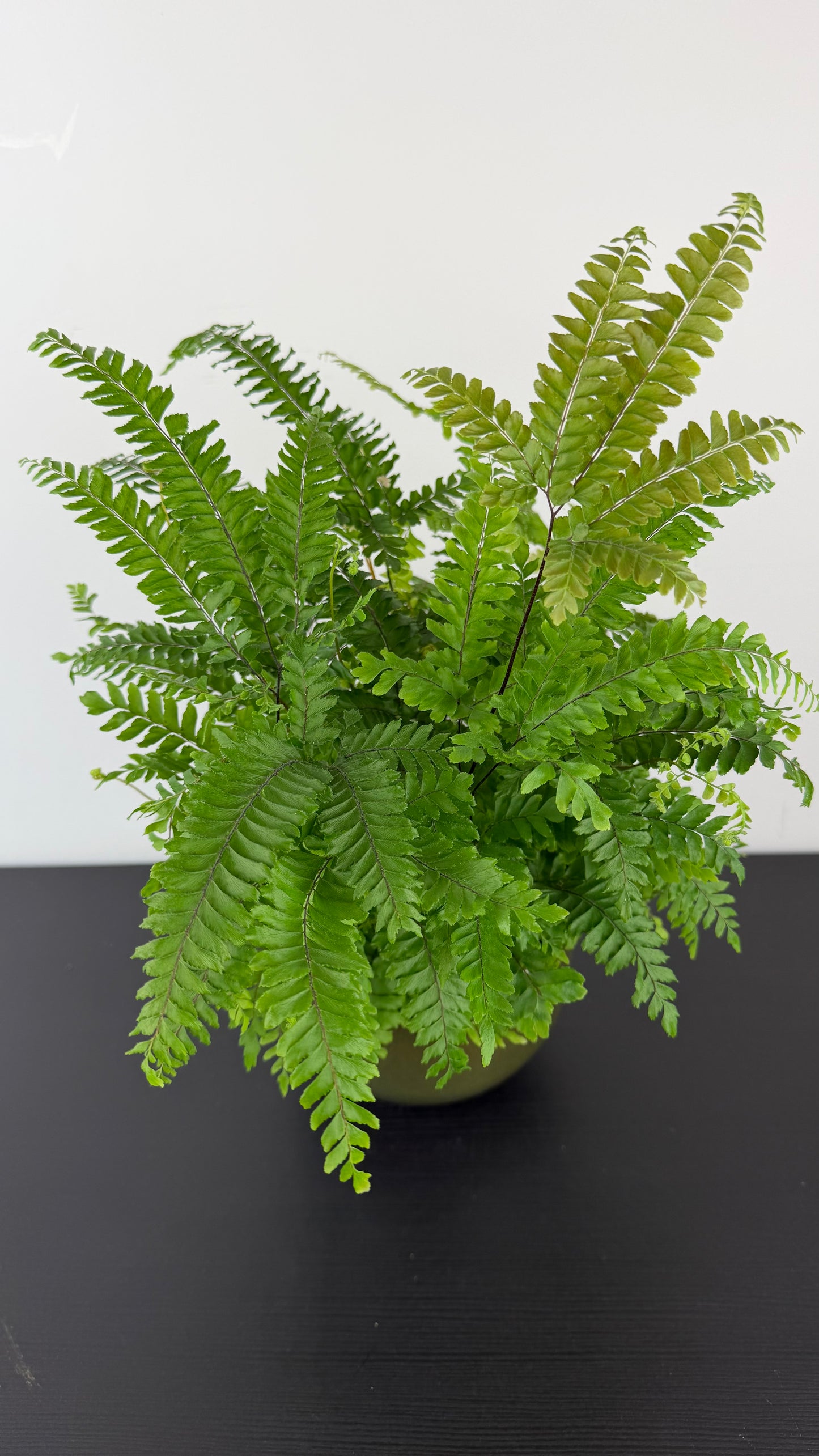 Adiantum Bronze Venus